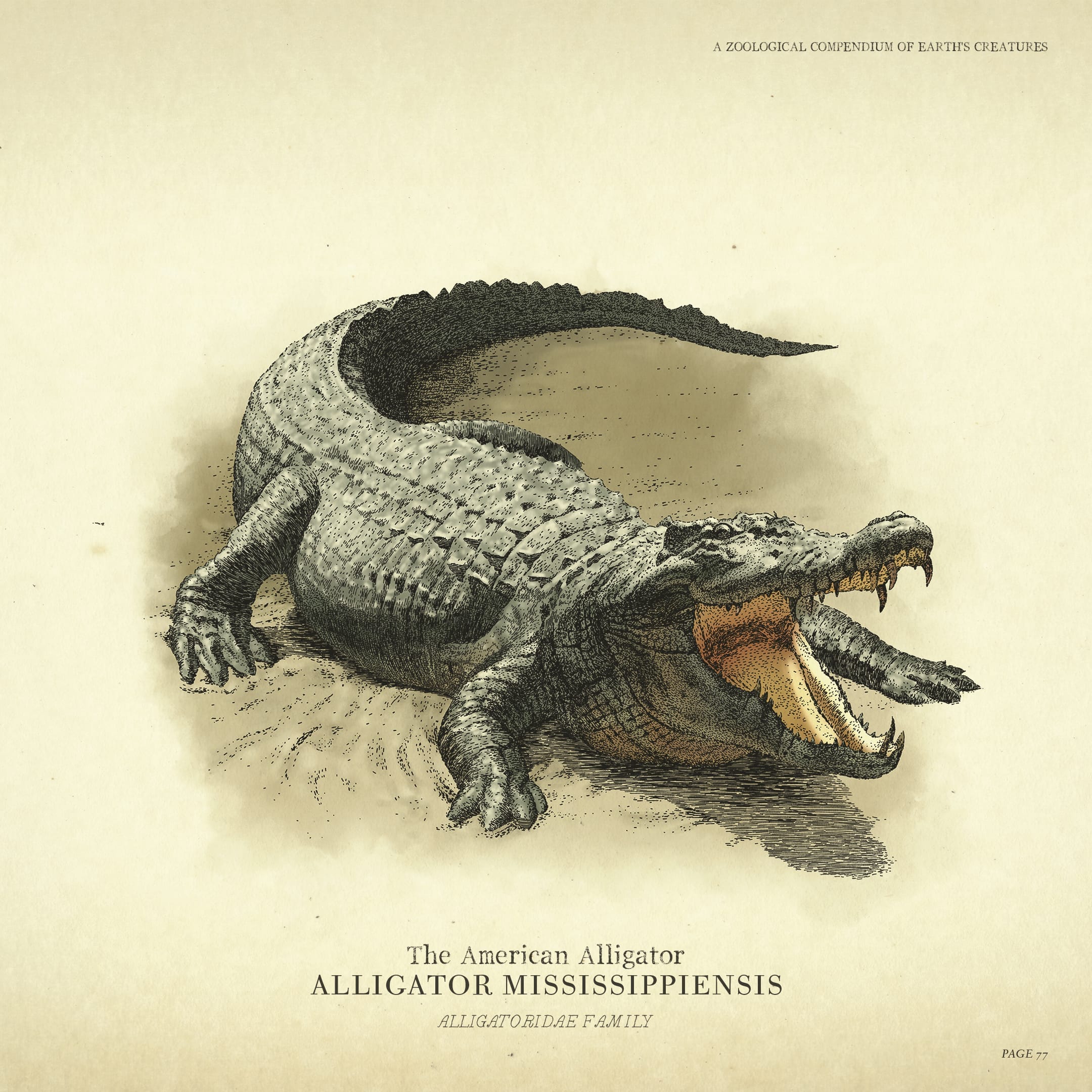 Poster for the American Alligator.