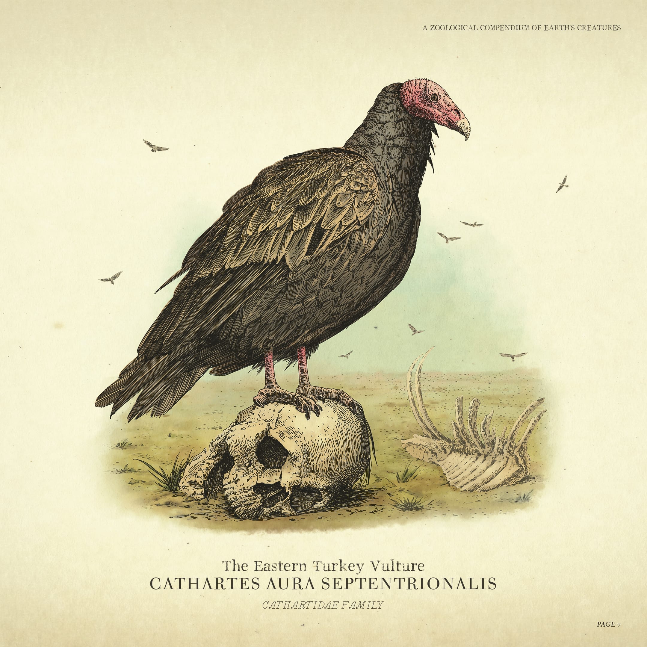 Poster for the Eastern Turkey Vulture