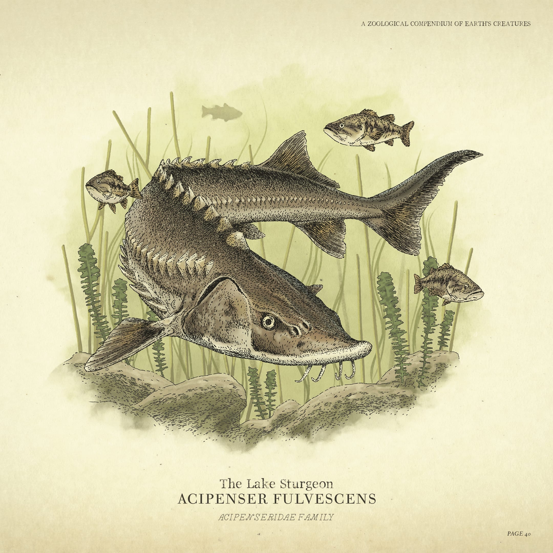 Poster for the Lake Sturgeon.