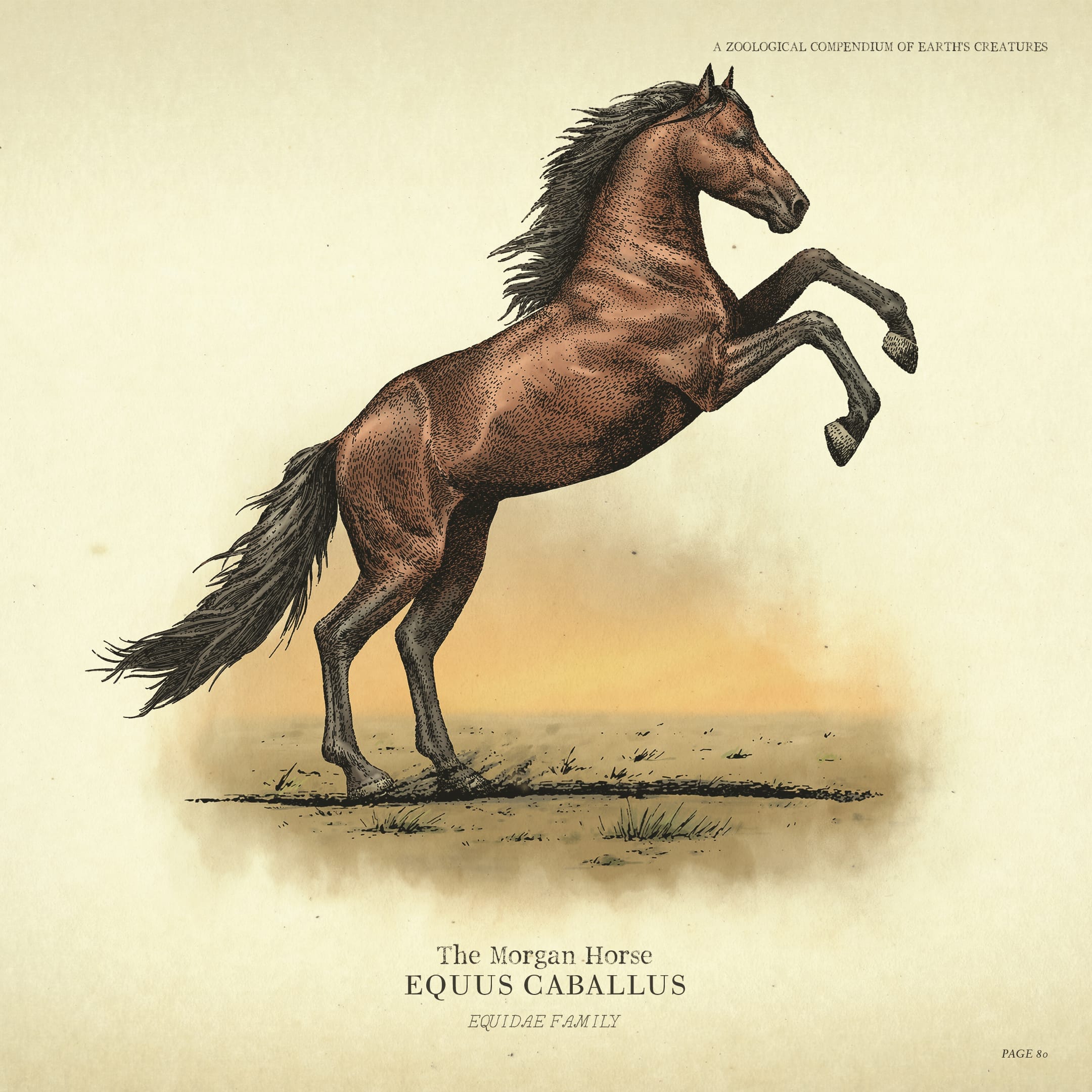Poster for the Morgan Horse.